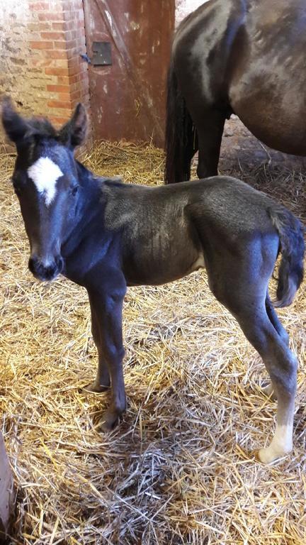 Au Fer A Cheval Hotel Gandelain Bagian luar foto